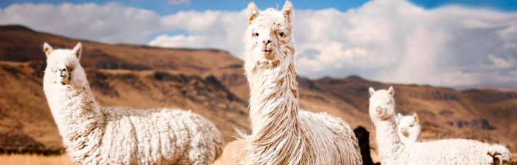 La fibra de alpaca: una de las más finas del mundo