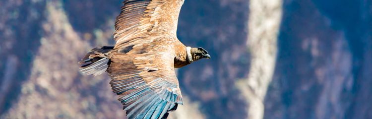 See Condors in Peru